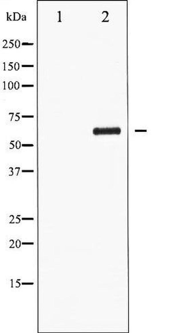 Phospho-Cdc25C (Ser216) Antibody in Western Blot (WB)