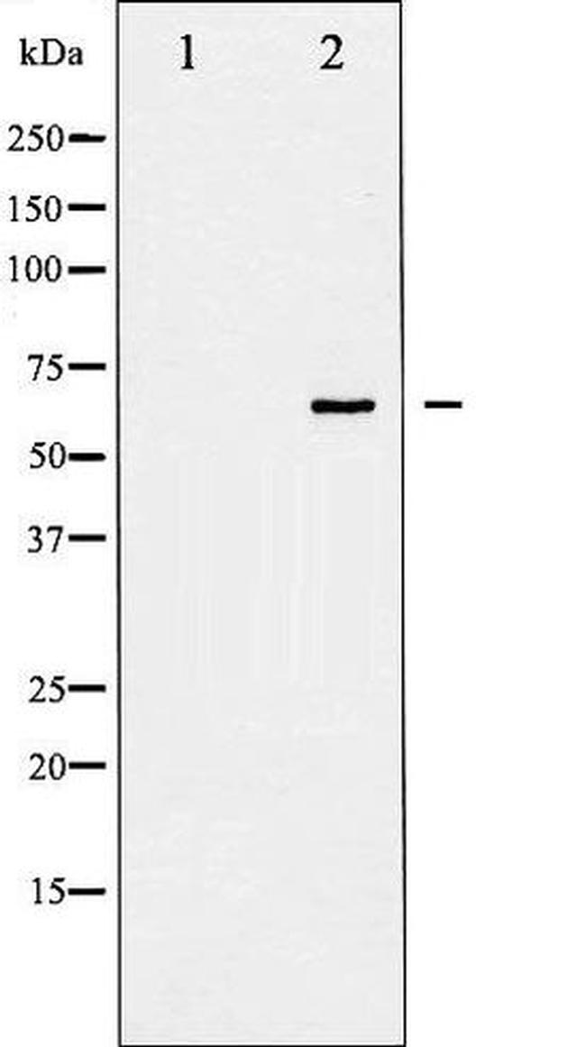 Phospho-Shc (Tyr427) Antibody in Western Blot (WB)