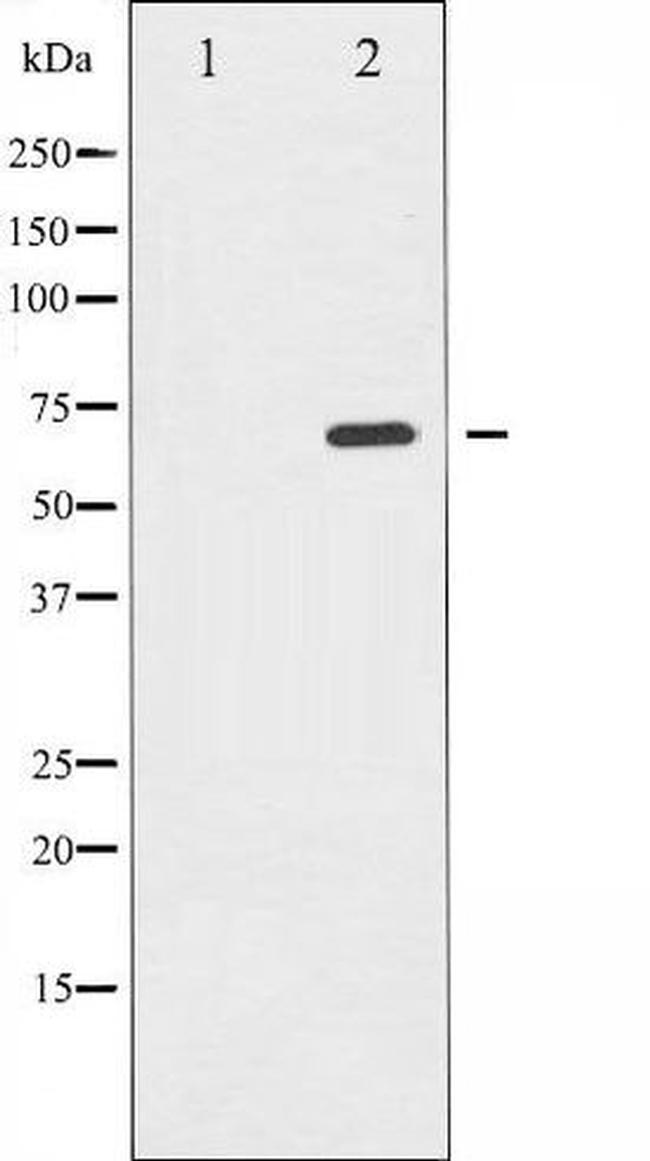 Phospho-Shc (Tyr349) Antibody in Western Blot (WB)