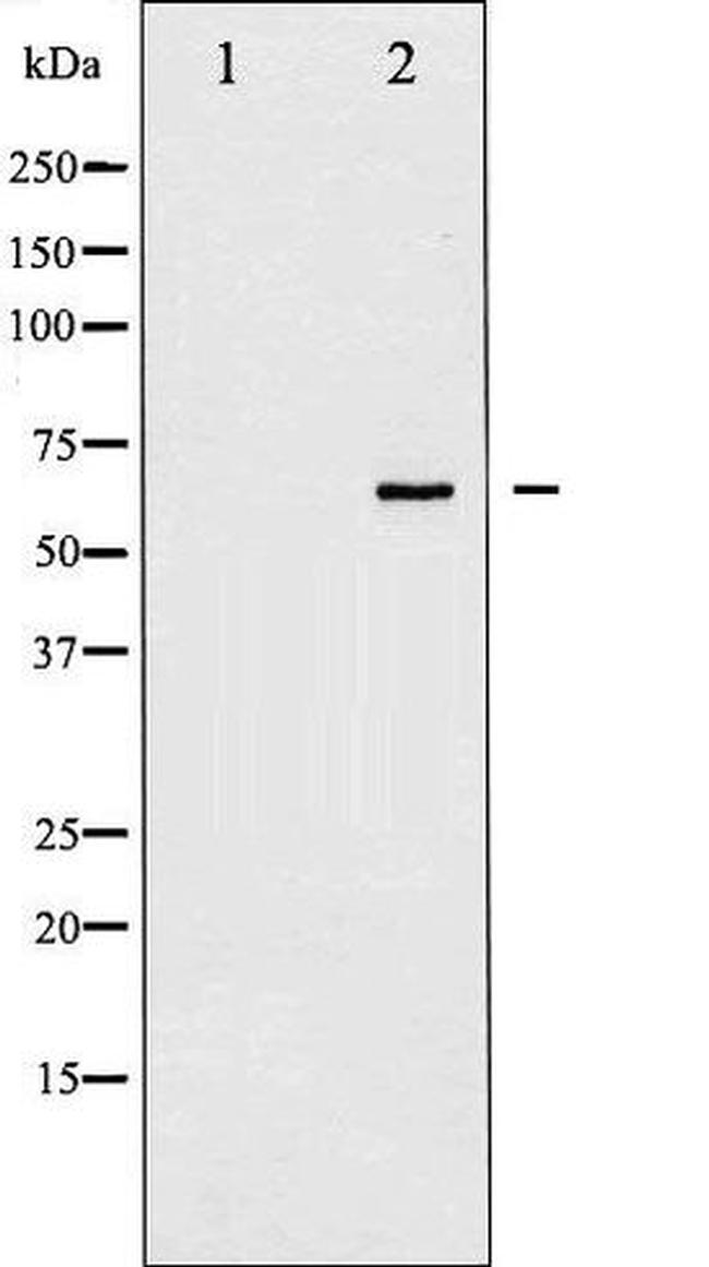 Phospho-SHP-1 (Tyr536) Antibody in Western Blot (WB)