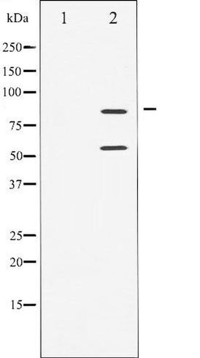 PI3K p85/p55 Antibody in Western Blot (WB)