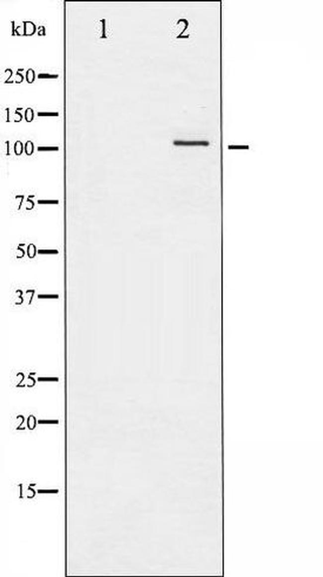Phospho-NFkB p50 (Ser907) Antibody in Western Blot (WB)