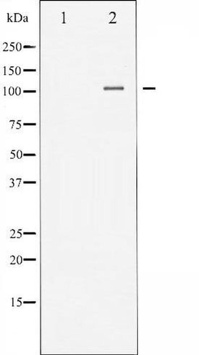 Phospho-NFkB p50 (Ser893) Antibody in Western Blot (WB)