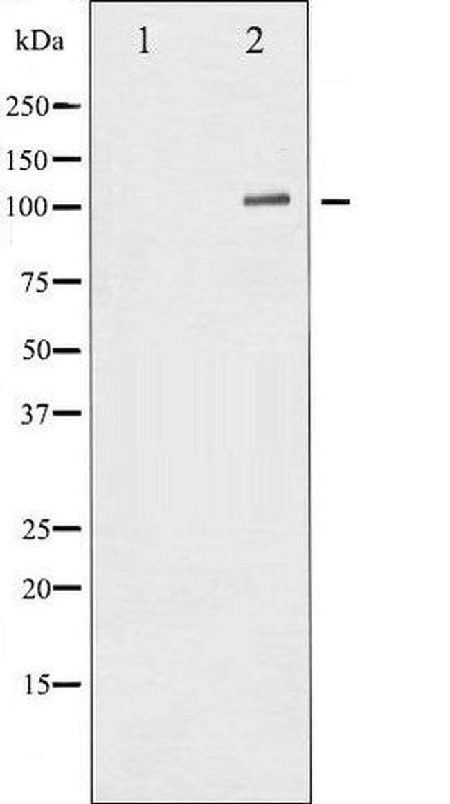 Phospho-NFkB p50 (Ser932) Antibody in Western Blot (WB)