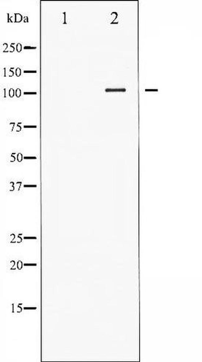 Phospho-NFkB p50 (Ser927) Antibody in Western Blot (WB)