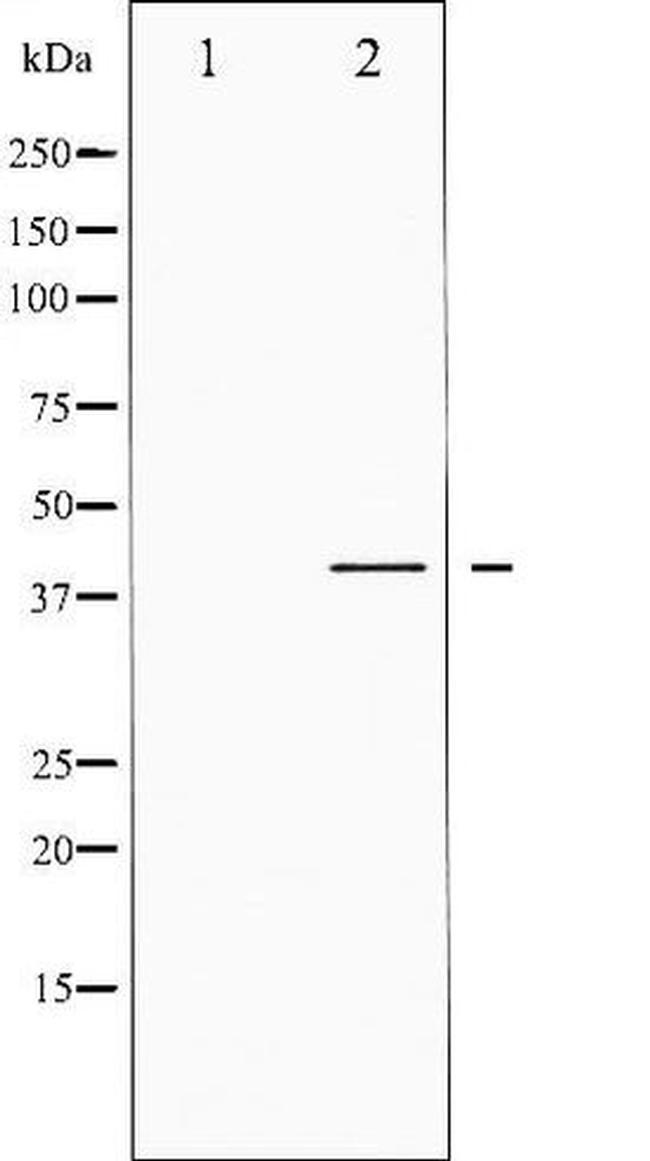 Phospho-CREB (Ser142) Antibody in Western Blot (WB)