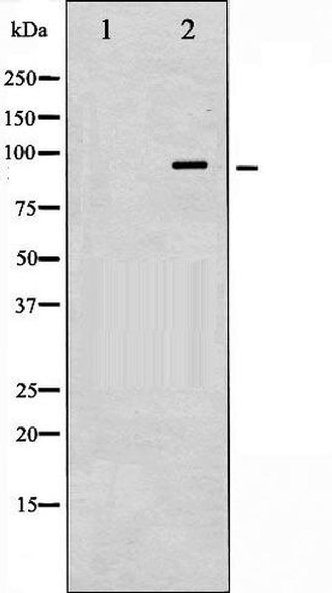 Phospho-VAV1 (Tyr174) Antibody in Western Blot (WB)