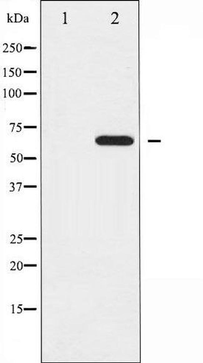 Phospho-Ezrin (Tyr353) Antibody in Western Blot (WB)