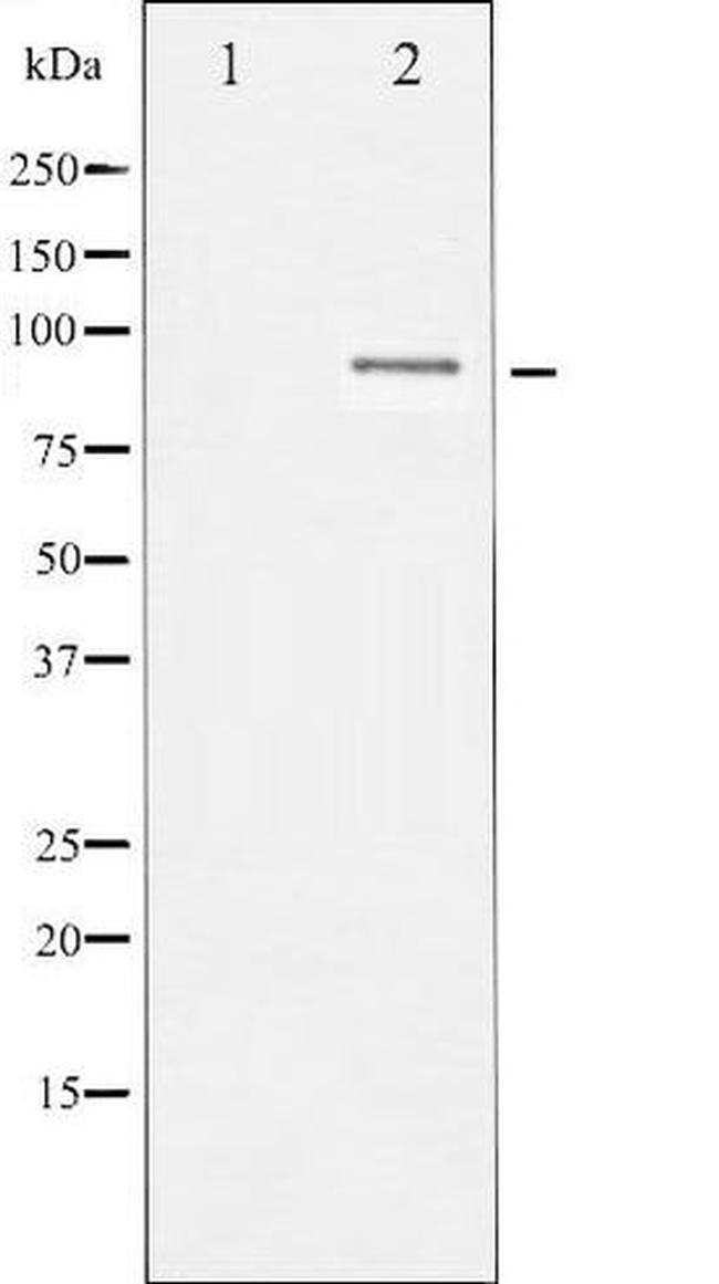 Phospho-SP1 (Thr453) Antibody in Western Blot (WB)