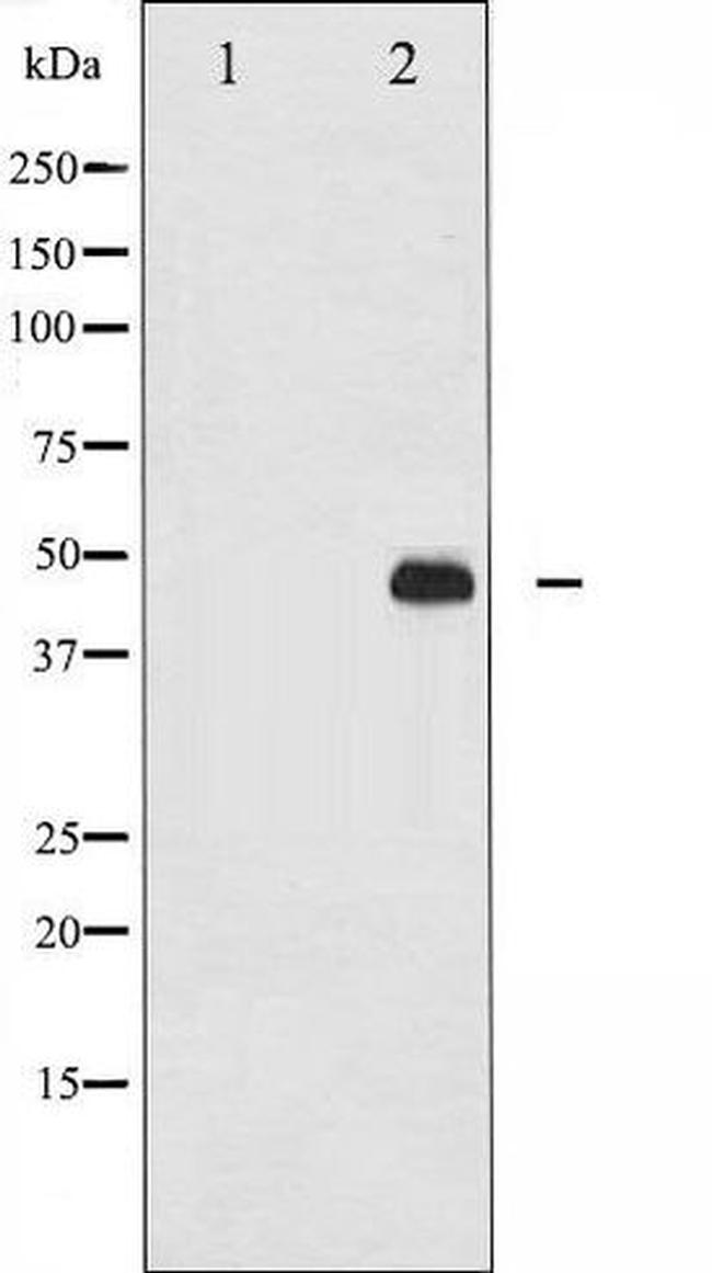 Phospho-c-Jun (Thr93) Antibody in Western Blot (WB)