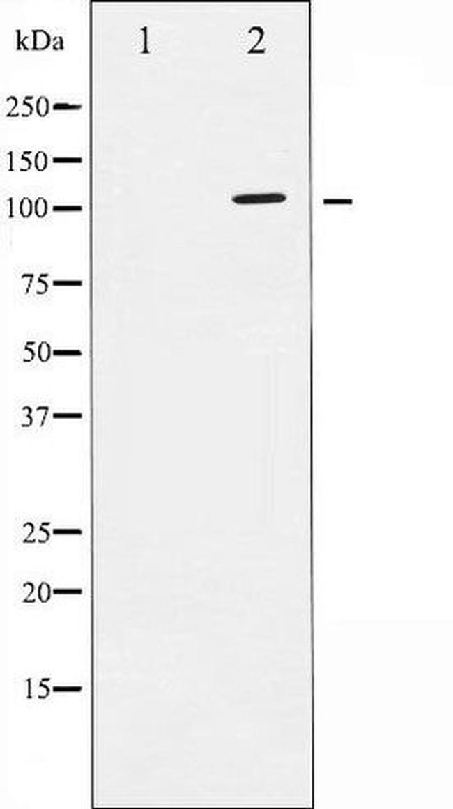 Phospho-Sodium / Potassium ATPase alpha-1 (Ser16) Antibody in Western Blot (WB)