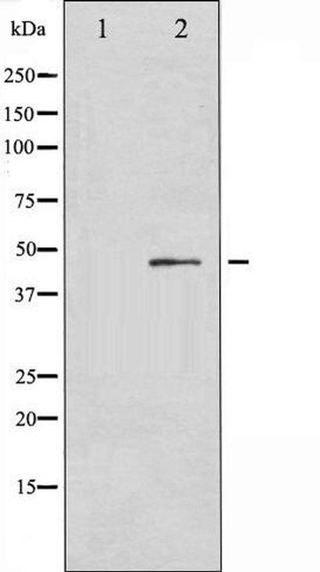 Phospho-p53 (Ser366) Antibody in Western Blot (WB)