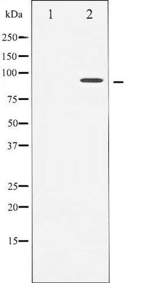 Phospho-TrkA (Tyr680, Tyr681) Antibody in Western Blot (WB)
