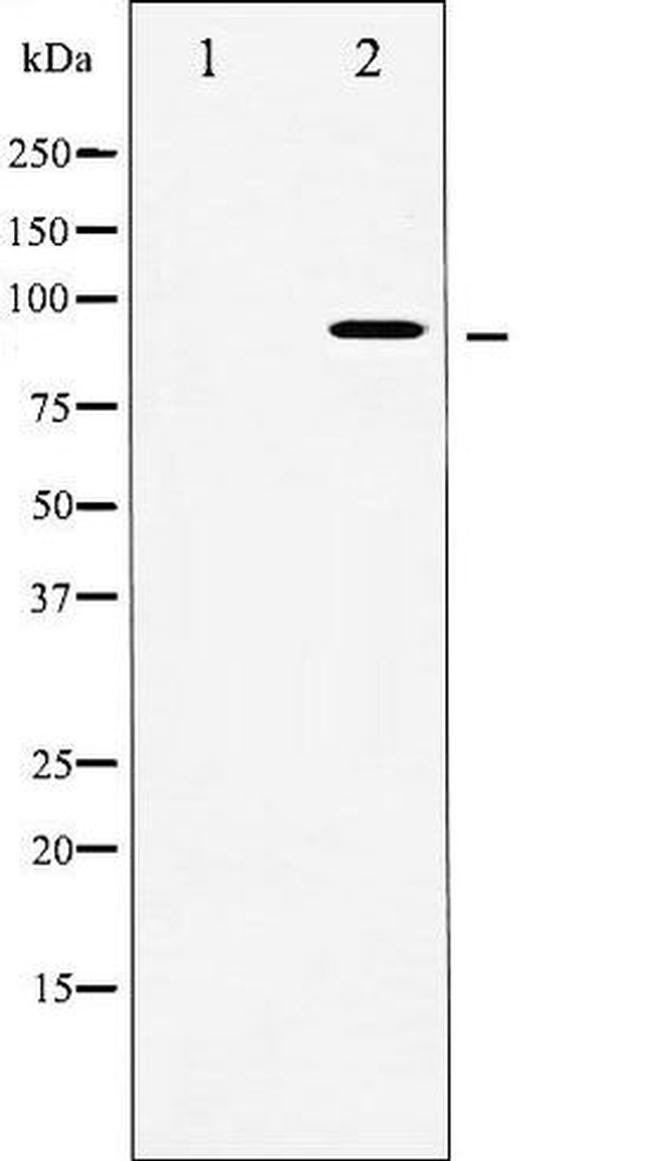Phospho-MSK1 (Ser376) Antibody in Western Blot (WB)