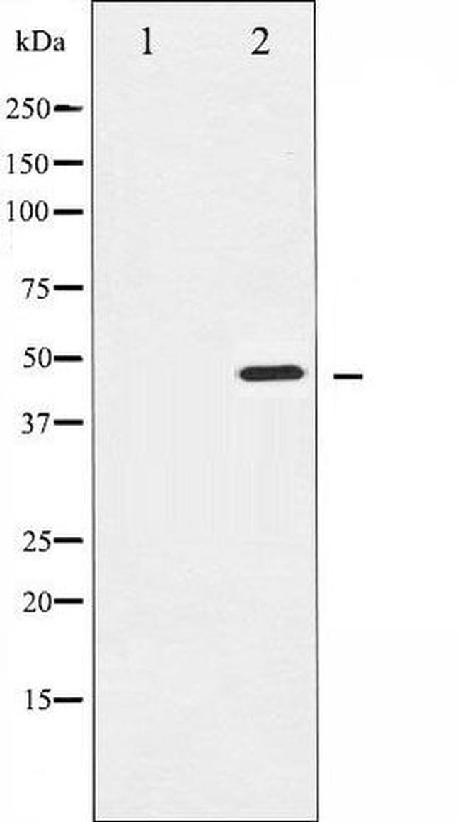 Phospho-Aurora A (Thr288) Antibody in Western Blot (WB)
