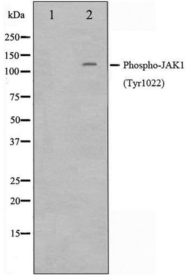 Phospho-JAK1 (Tyr1022) Antibody in Western Blot (WB)