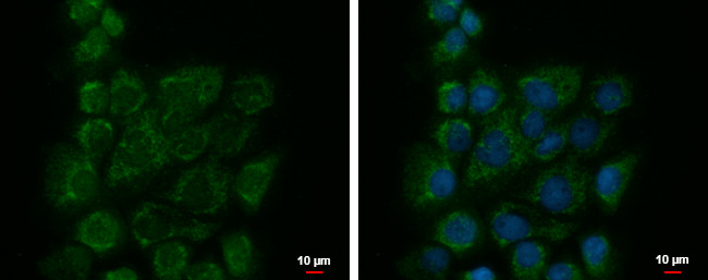 BZW1 Antibody in Immunocytochemistry (ICC/IF)