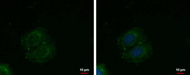 C4orf23 Antibody in Immunocytochemistry (ICC/IF)