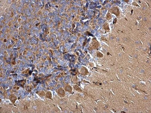 Cdc42EP3 Antibody in Immunohistochemistry (Paraffin) (IHC (P))