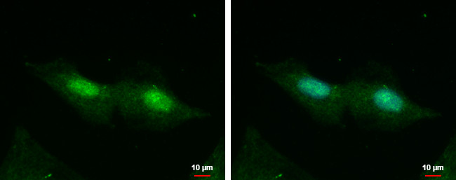 CXorf57 Antibody in Immunocytochemistry (ICC/IF)