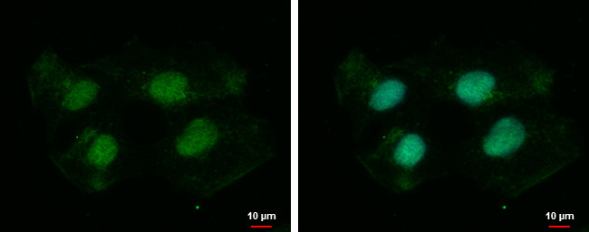 DZIP1 Antibody in Immunocytochemistry (ICC/IF)