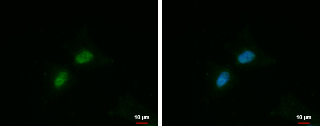 FAM115A Antibody in Immunocytochemistry (ICC/IF)