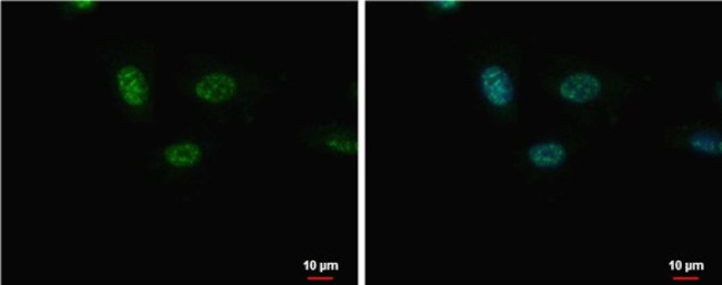 GSX2 Antibody in Immunocytochemistry (ICC/IF)