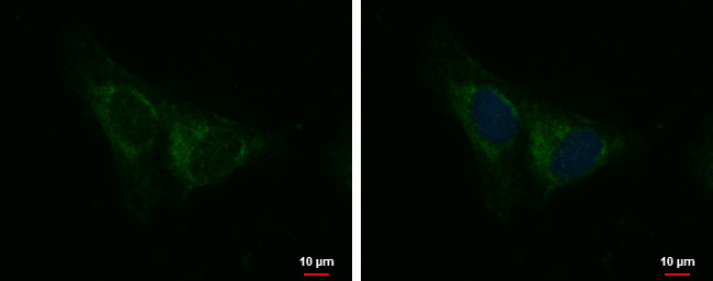 IQCA1 Antibody in Immunocytochemistry (ICC/IF)