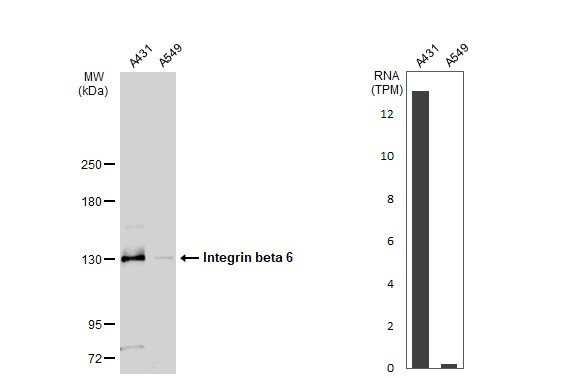 ITGB6 Antibody in Western Blot (WB)