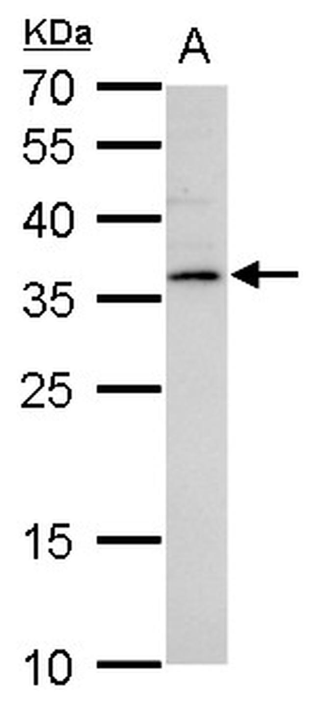 LYL1 Antibody in Western Blot (WB)