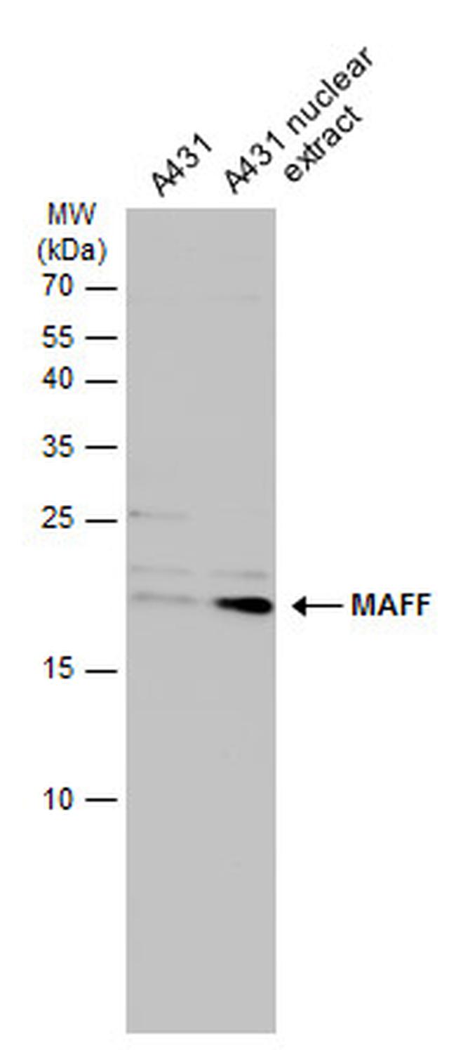 MAFF Antibody in Western Blot (WB)