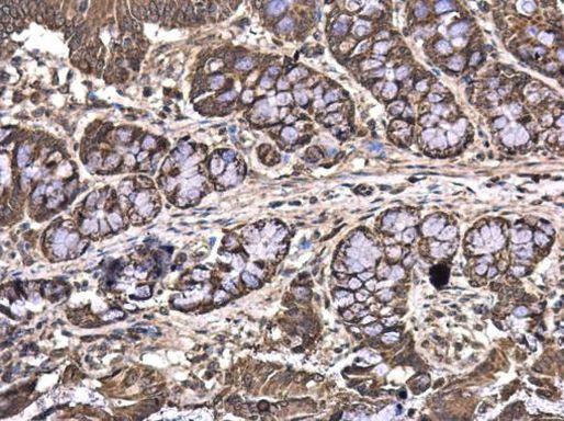 MAGEE2 Antibody in Immunohistochemistry (Paraffin) (IHC (P))