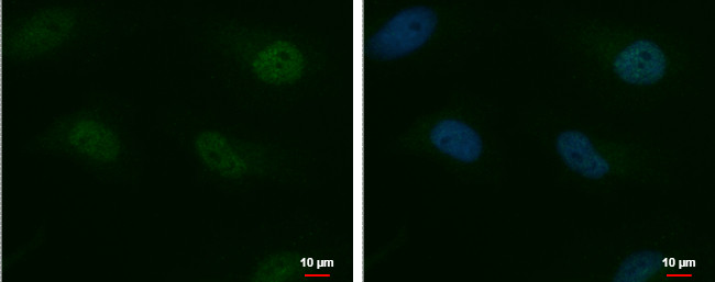 MTF2 Antibody in Immunocytochemistry (ICC/IF)