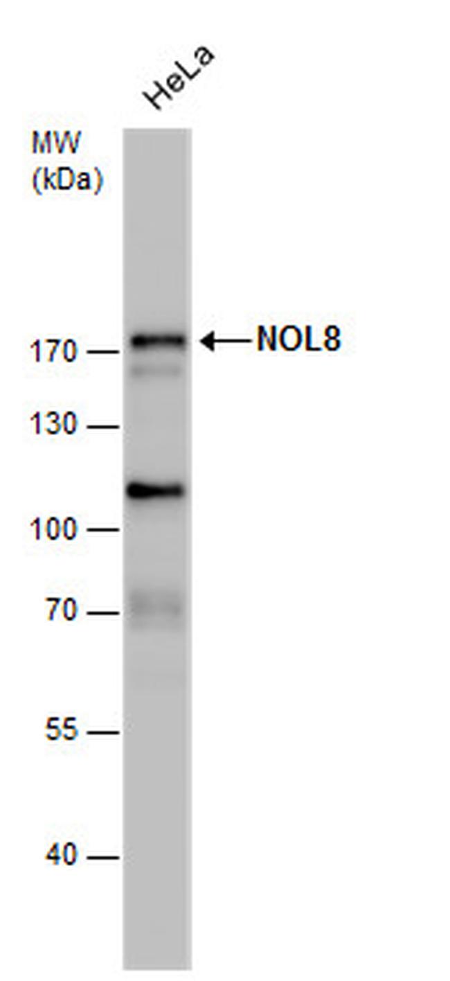 NOL8 Antibody in Western Blot (WB)