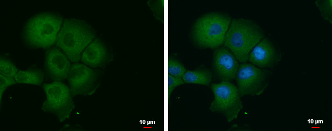 PBXIP1 Antibody in Immunocytochemistry (ICC/IF)