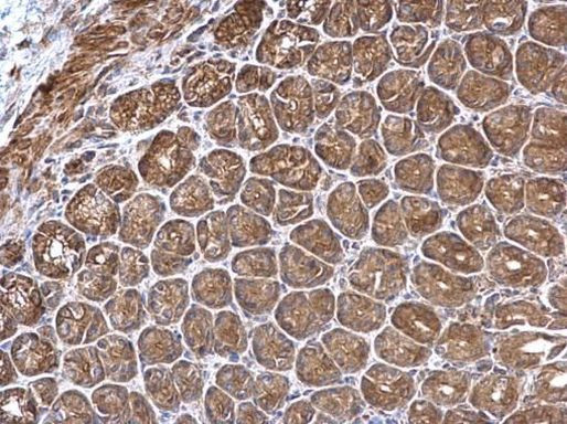 PDZD11 Antibody in Immunohistochemistry (Paraffin) (IHC (P))