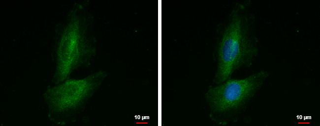 PRR16 Antibody in Immunocytochemistry (ICC/IF)