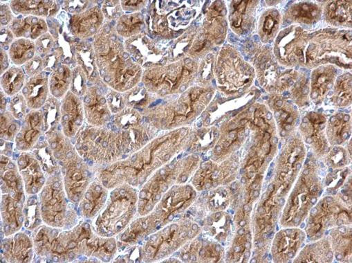 Rwdd1 Antibody in Immunohistochemistry (Paraffin) (IHC (P))
