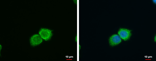 SFXN4 Antibody in Immunocytochemistry (ICC/IF)