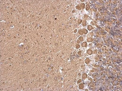 SLC30A6 Antibody in Immunohistochemistry (Paraffin) (IHC (P))