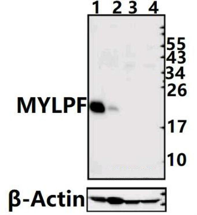 MYLPF Antibody in Western Blot (WB)