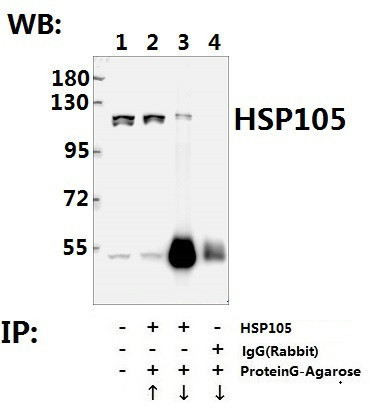 HSP105 Antibody in Immunoprecipitation (IP)