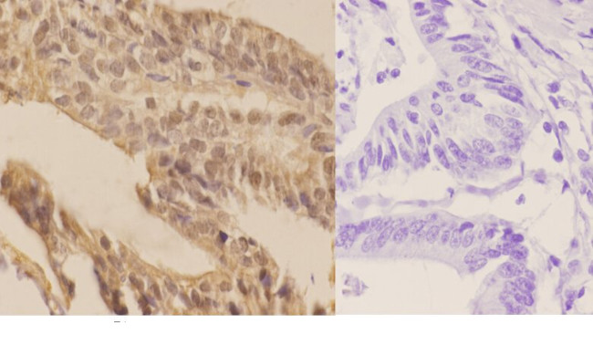 SENP7 Antibody in Immunohistochemistry (Paraffin) (IHC (P))