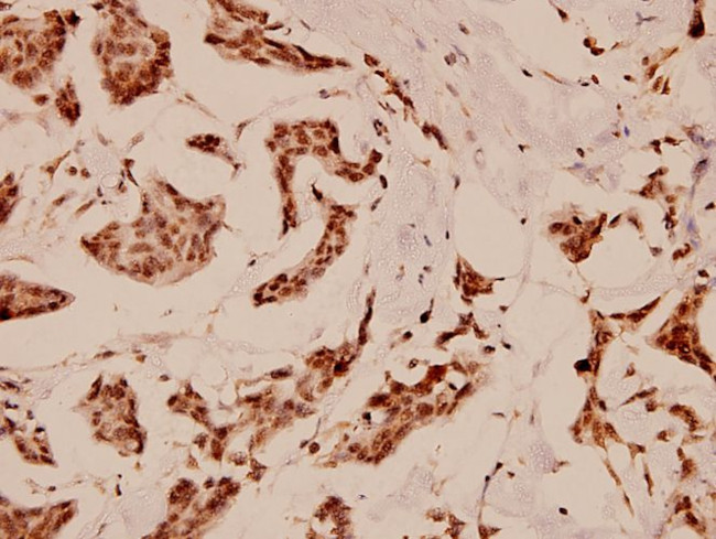 C/EBP epsilon Antibody in Immunohistochemistry (Paraffin) (IHC (P))