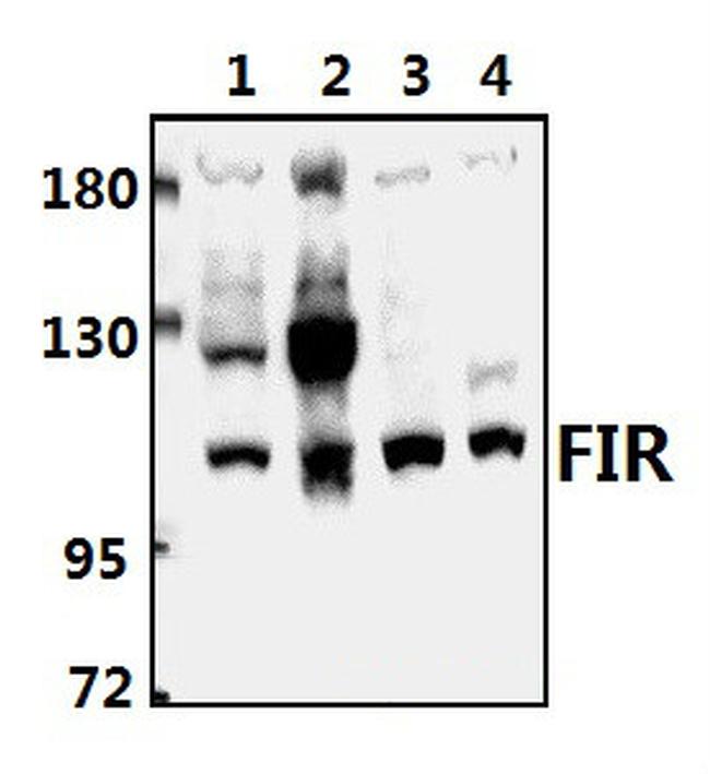 FIR Antibody in Western Blot (WB)