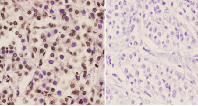 C/EBP epsilon Antibody in Immunohistochemistry (Paraffin) (IHC (P))