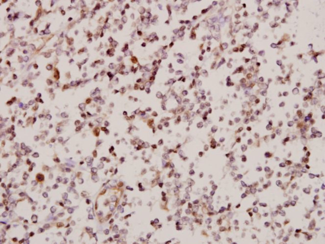 ARMX2 Antibody in Immunohistochemistry (Paraffin) (IHC (P))