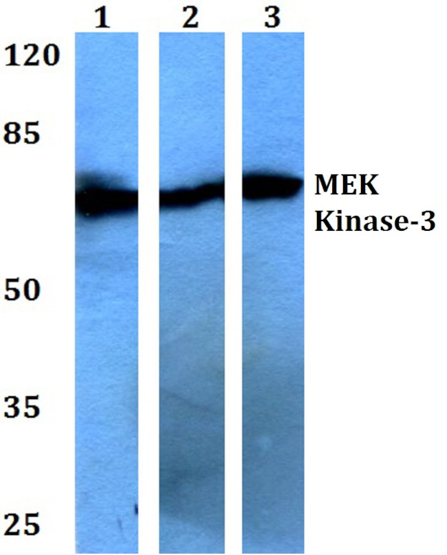 MEKK3 Antibody in Western Blot (WB)