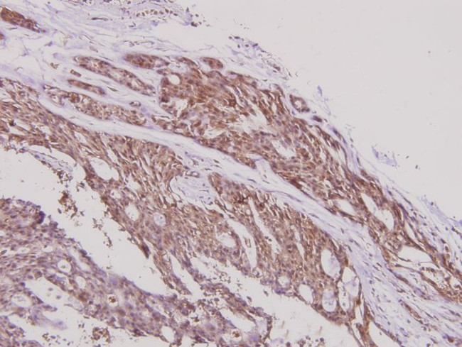 ARTS1 Antibody in Immunohistochemistry (Paraffin) (IHC (P))