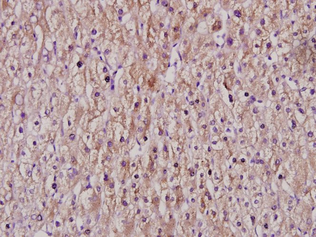 Cytochrome P450 Pan Antibody in Immunohistochemistry (Paraffin) (IHC (P))